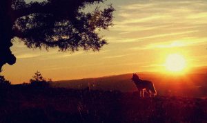 Zum Schutz vor Wölfen: Jagdgenossenschaft baut Hochsitze um sogenannte Schnaxelwiese